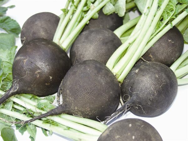 Radis noirs